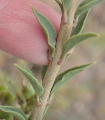 Freylinia densiflora