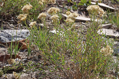 Chrysothamnus viscidiflorus lanceolatus