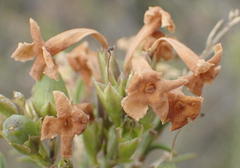 Freylinia densiflora