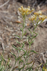 Chrysothamnus viscidiflorus lanceolatus