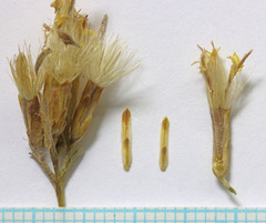 Chrysothamnus viscidiflorus lanceolatus