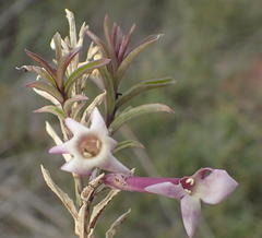 Freylinia densiflora