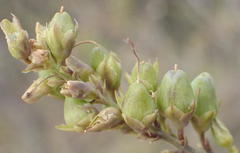 Freylinia densiflora