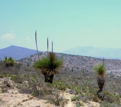 Dasylirion longissimum