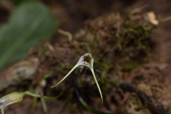 Masdevallia helenae