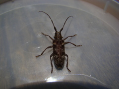 Monochamus carolinensis
