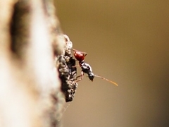 Polyrhachis bicolor
