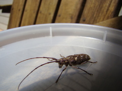 Monochamus carolinensis