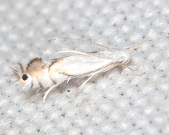 Phyllocnistis vitifoliella