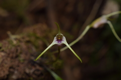 Masdevallia helenae