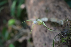 Masdevallia helenae