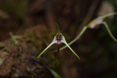 Masdevallia helenae