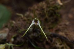 Masdevallia helenae