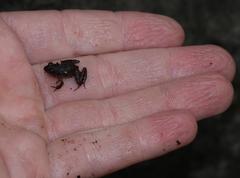 Anhydrophryne hewitti