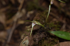 Masdevallia helenae