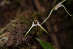 Masdevallia helenae