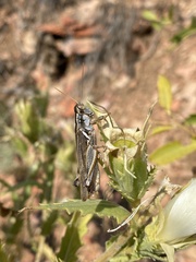 Melanoplus angustipennis
