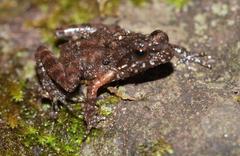 Anhydrophryne hewitti