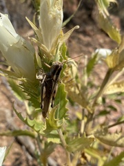 Melanoplus angustipennis