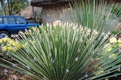 Dasylirion parryanum