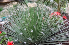 Dasylirion parryanum