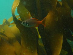Boopsoidea inornata
