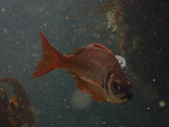 Boopsoidea inornata