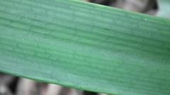 Clivia miniata miniata