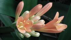 Clivia miniata miniata
