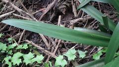 Clivia miniata miniata