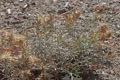 Ericameria parryi affinis