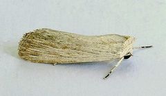 Catabena lineolata
