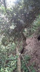 Trichocladus crinitus