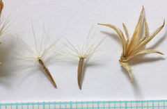 Ericameria parryi affinis