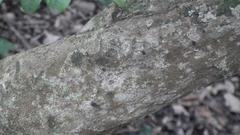 Trichocladus crinitus