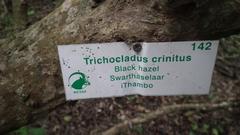 Trichocladus crinitus