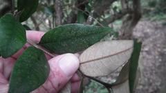 Trichocladus crinitus