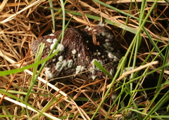 Trichoderma harzianum