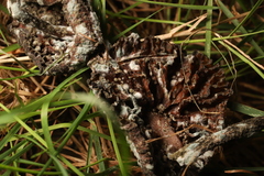 Trichoderma harzianum