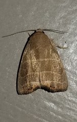 Bagisara rectifascia