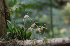 Masdevallia helenae