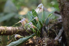 Masdevallia helenae