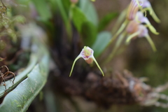 Masdevallia helenae
