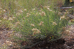Ericameria parryi howardii