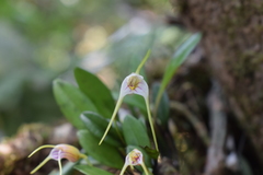 Masdevallia helenae