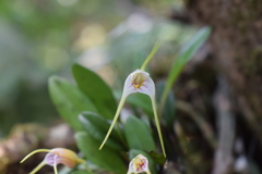 Masdevallia helenae