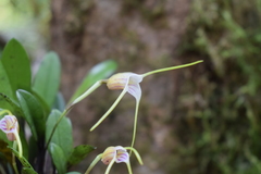 Masdevallia helenae