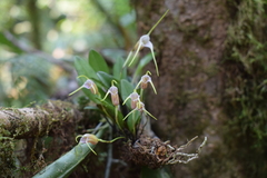 Masdevallia helenae