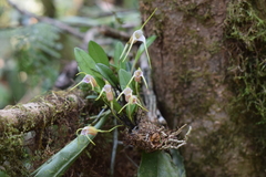 Masdevallia helenae