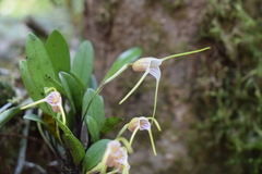 Masdevallia helenae